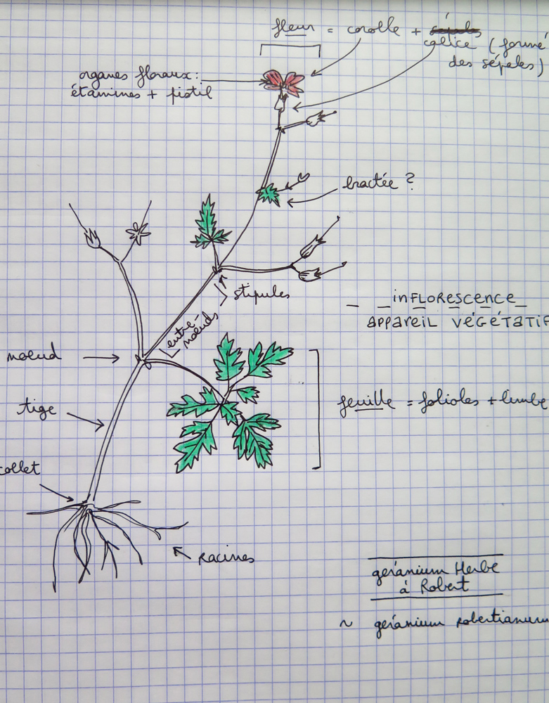 dessin du geranium herbe a robert