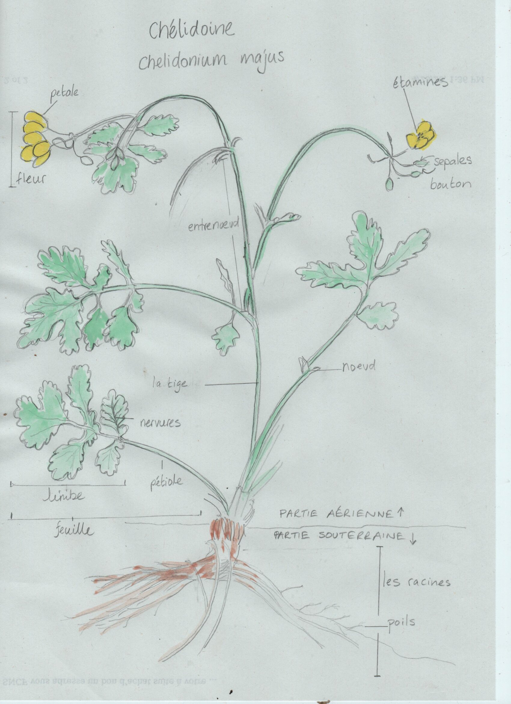 chélidoine majus, les parties aériennes et souterraines