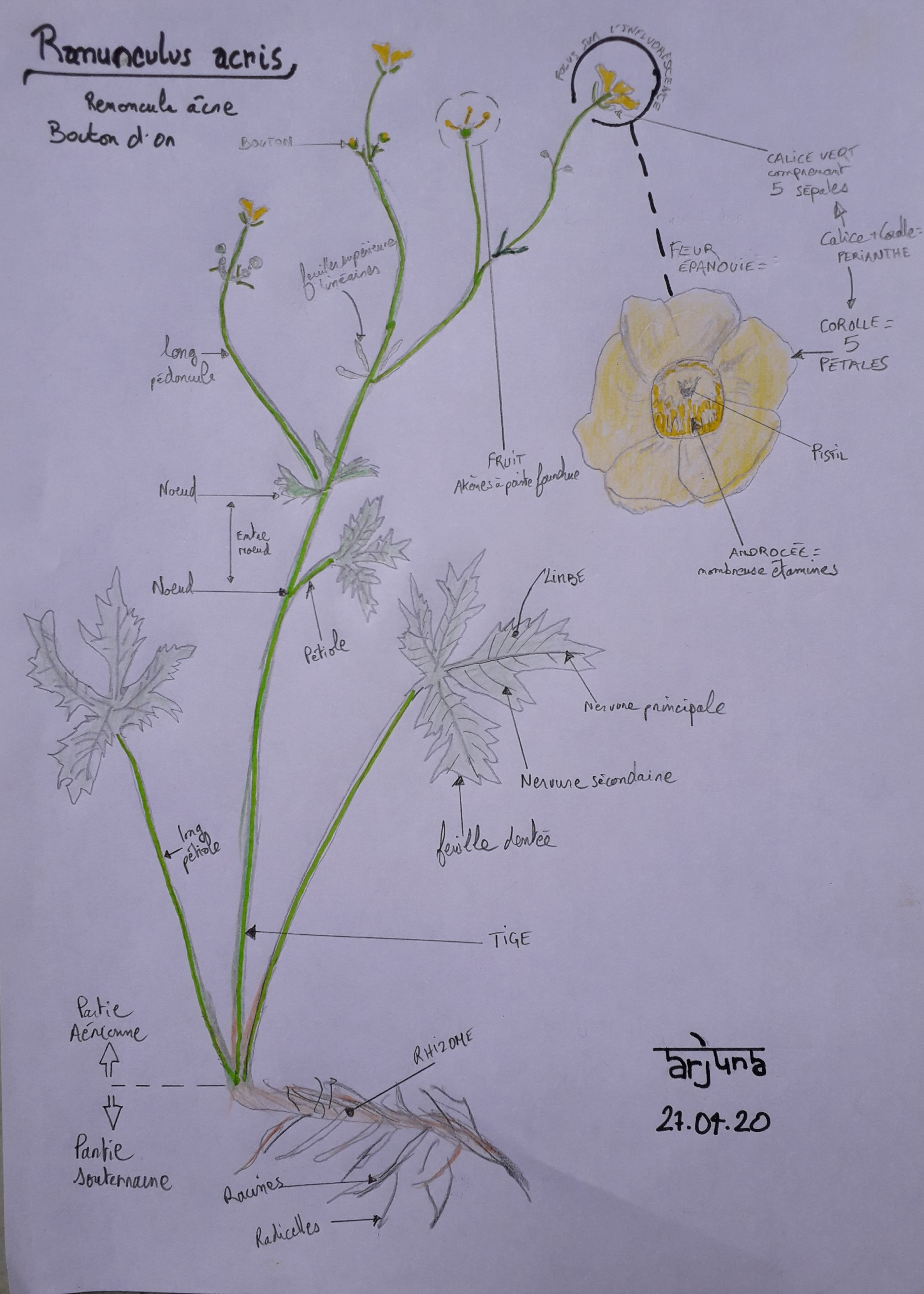 Ranunculus acris dessin