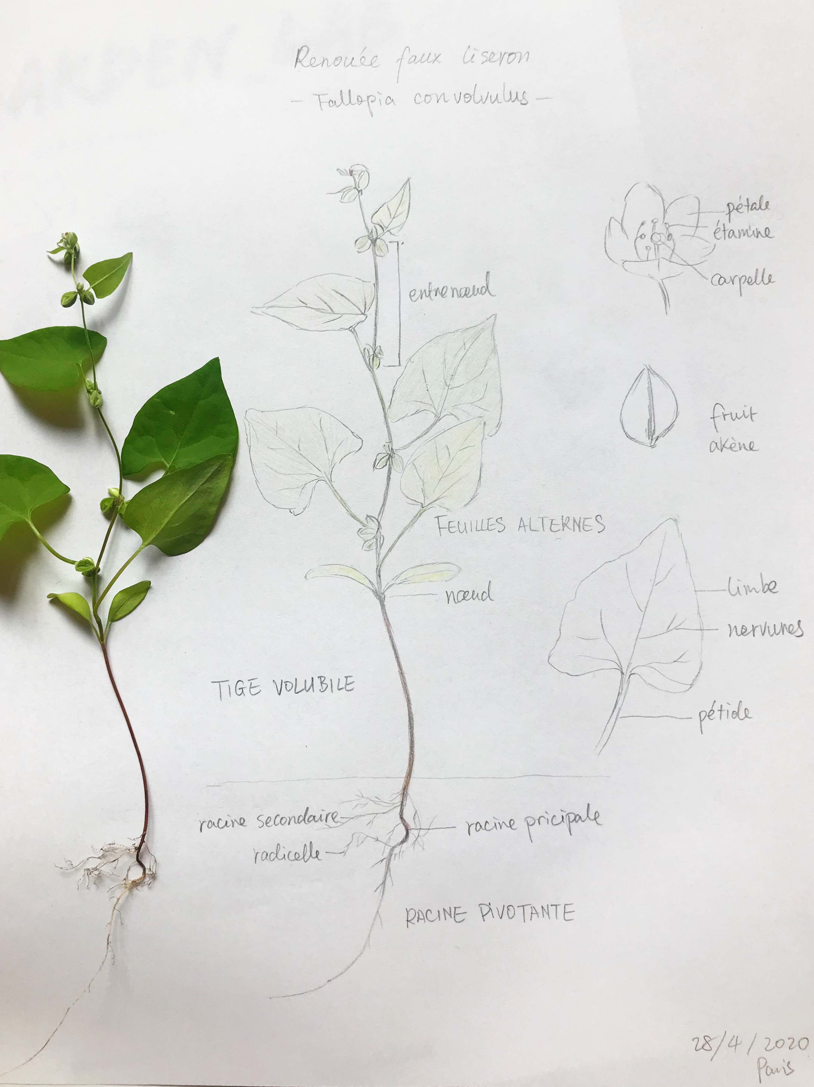 Renouée faux liseron