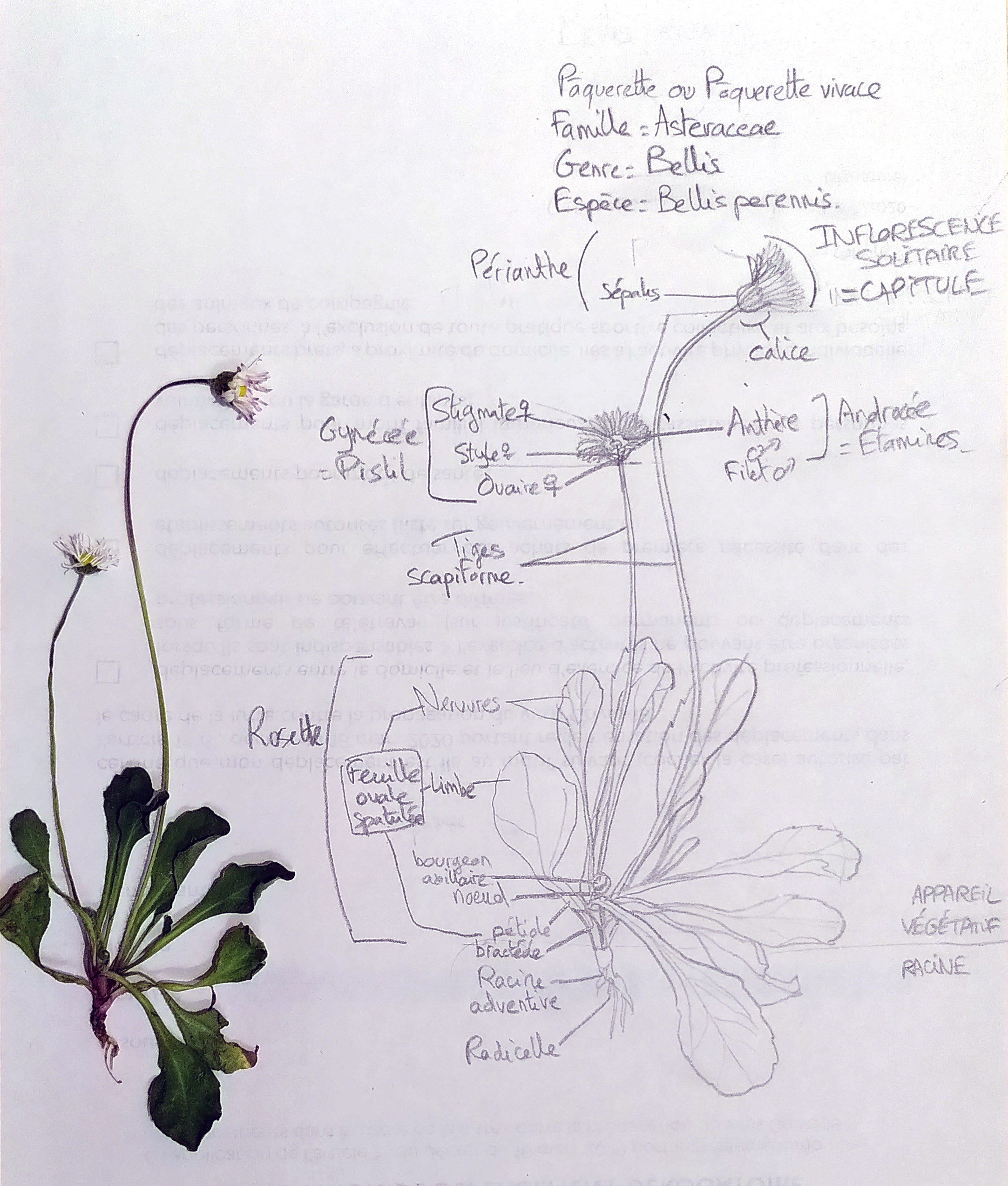Bellis perennis dessin