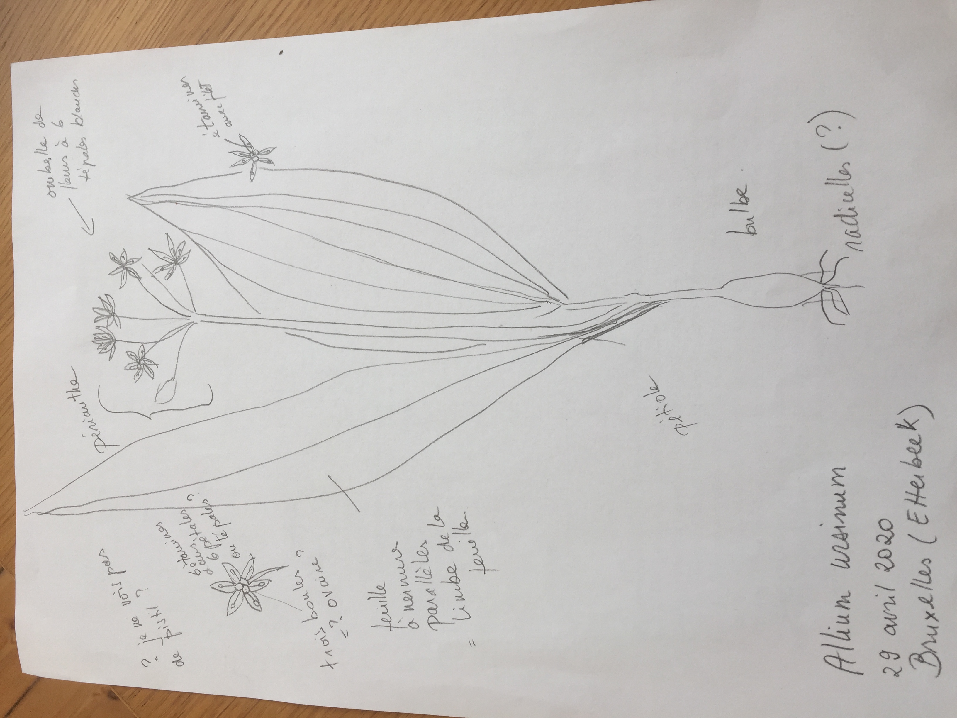 ail des ours (dessin)