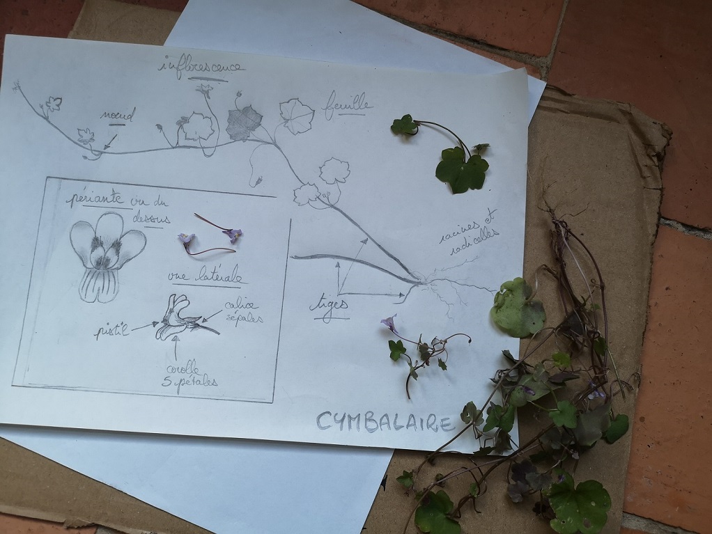 Cymbalaire trouvée sur mon balcon avril 2020
