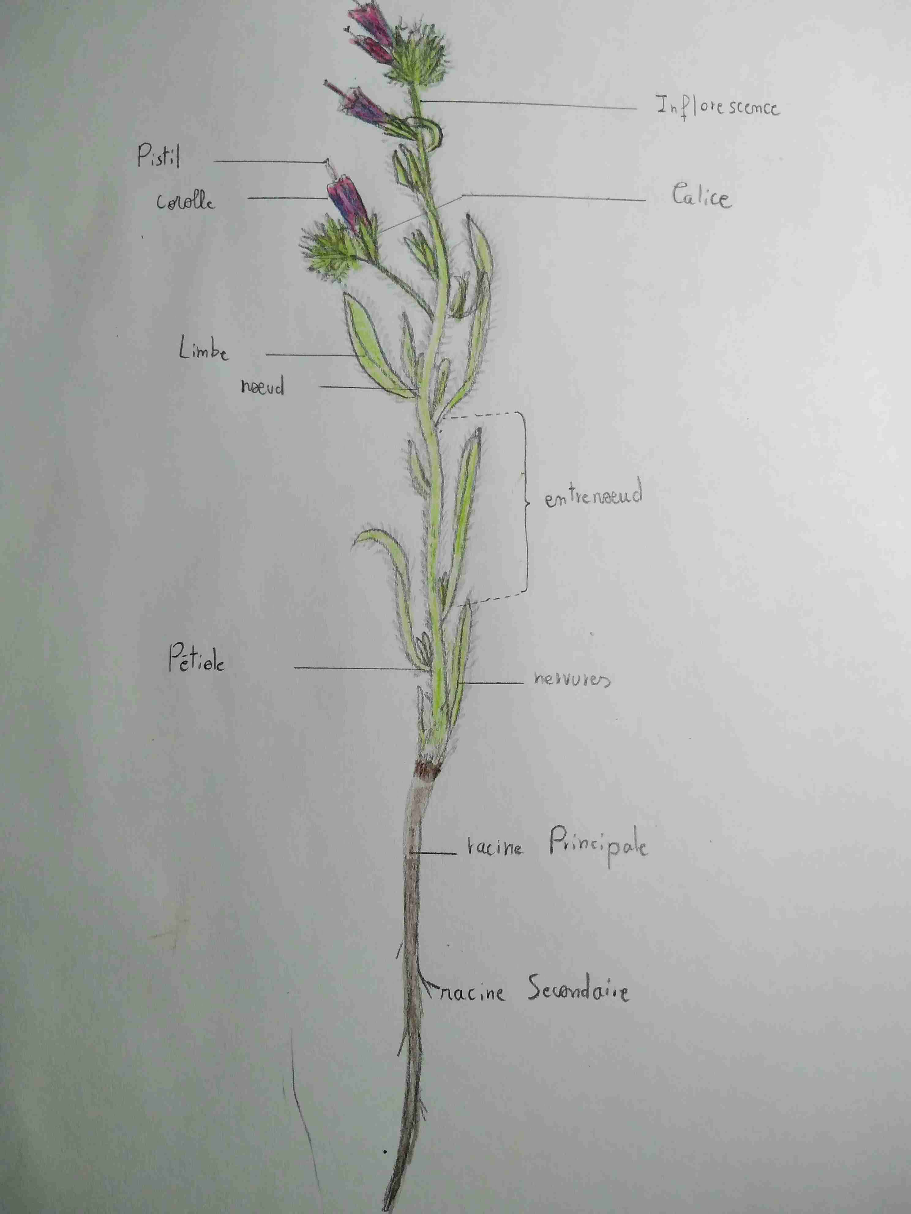 30/04/2020, Sidi Bel Abbes, Algérie