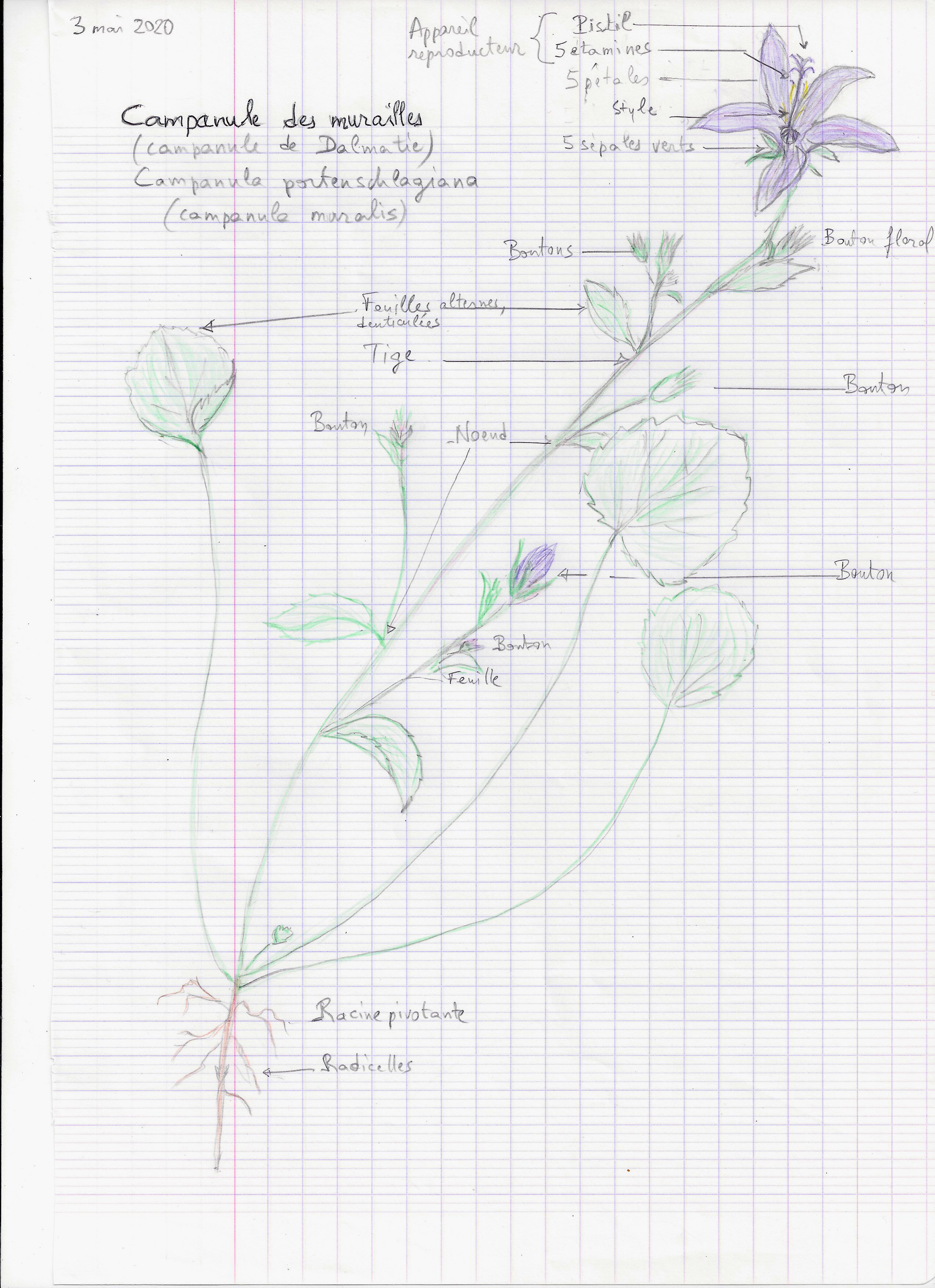 Campanule des murailles