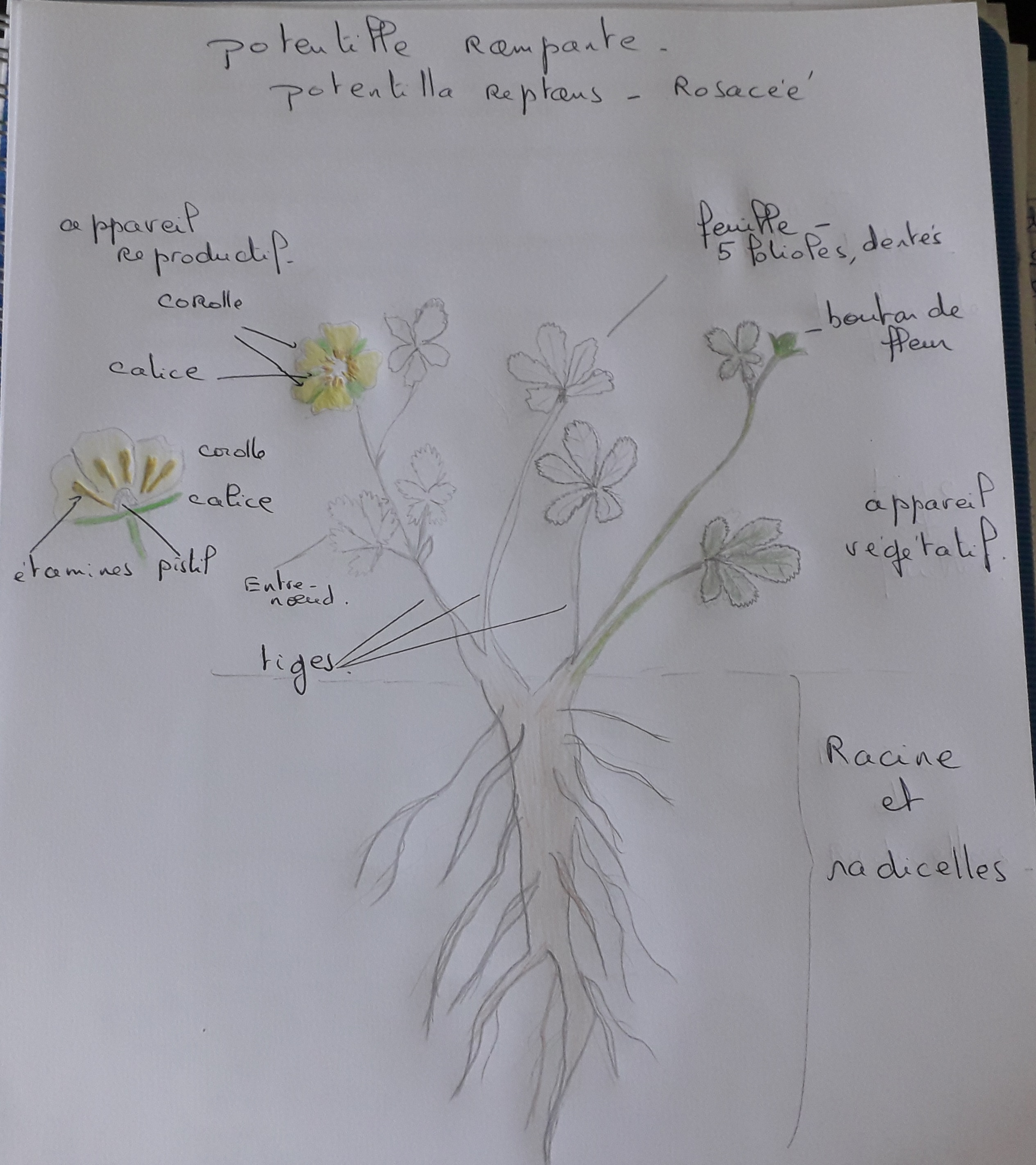 dessin d'une potentille rampante