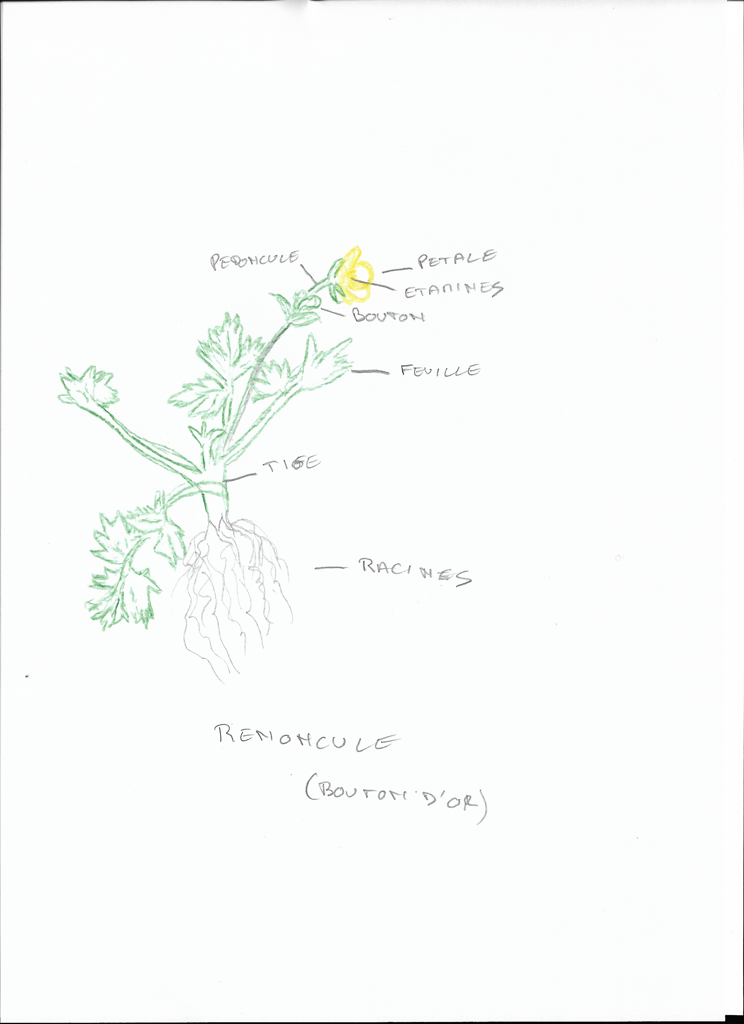 Dessin d'une Renoncule