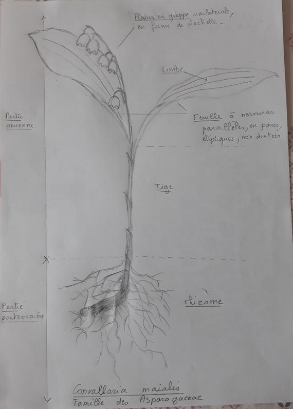 schema d'un brin de muguet
