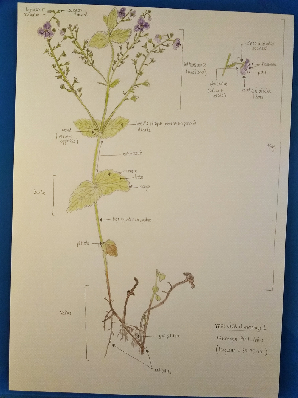Schéma de Veronique Petit-chêne