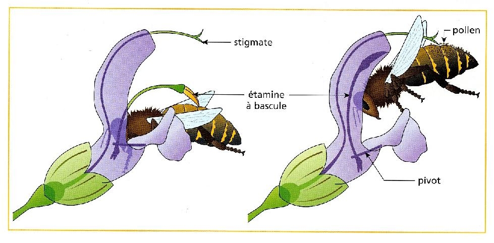 Annexe Mutualisme avec Insectes Pollinisateurs.jpg