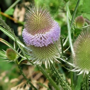 Annexe img-000730370CRS.jpg