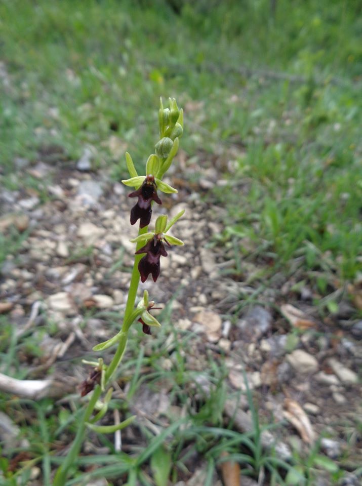 Annexe ophrys insectifera.jpg