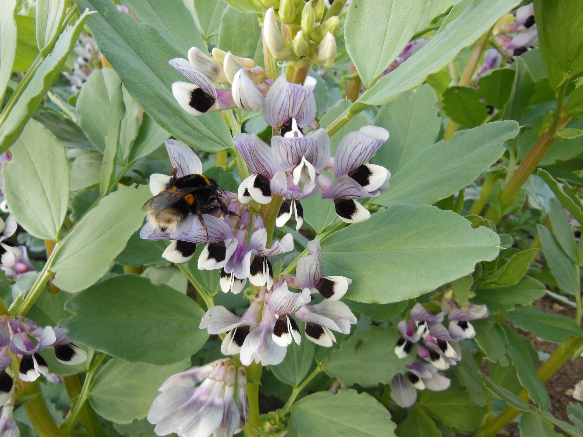 Annexe img_000229916O.jpg