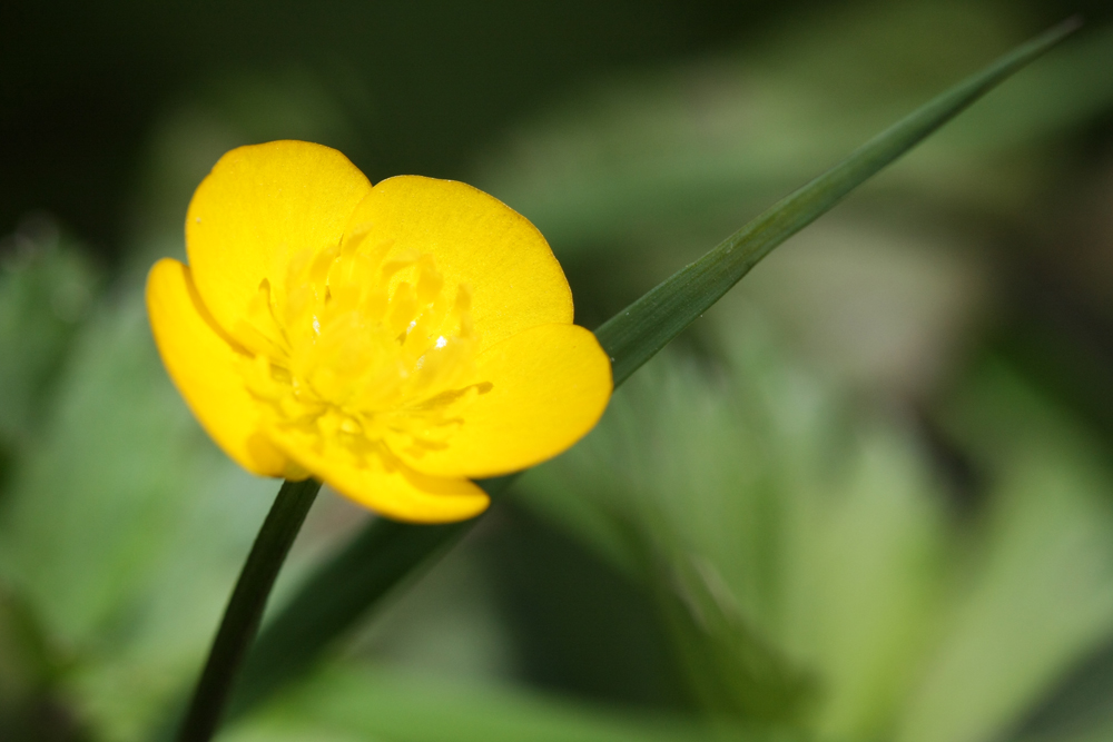 Annexe Ranunculus acris (bouton dor).JPG