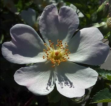 Annexe Eglantier-fleur.png