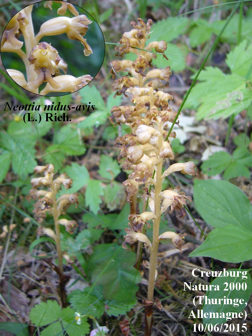 Annexe Néottie nid-doiseau JLP.jpg