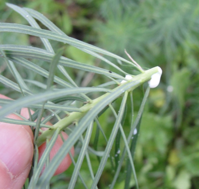Annexe latex_Euphorbia-characias.jpg
