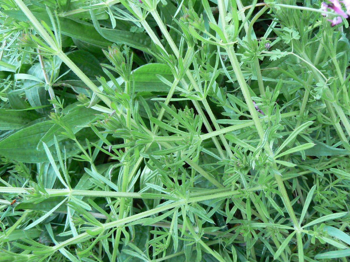 Annexe Gaillet gratteron feuilles.jfif