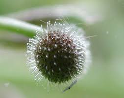 Annexe Gaillet gratteron.jfif