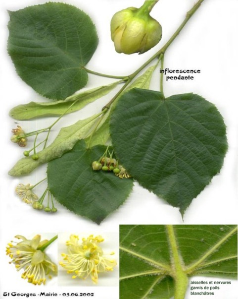Annexe Tilia platyphyllos.png
