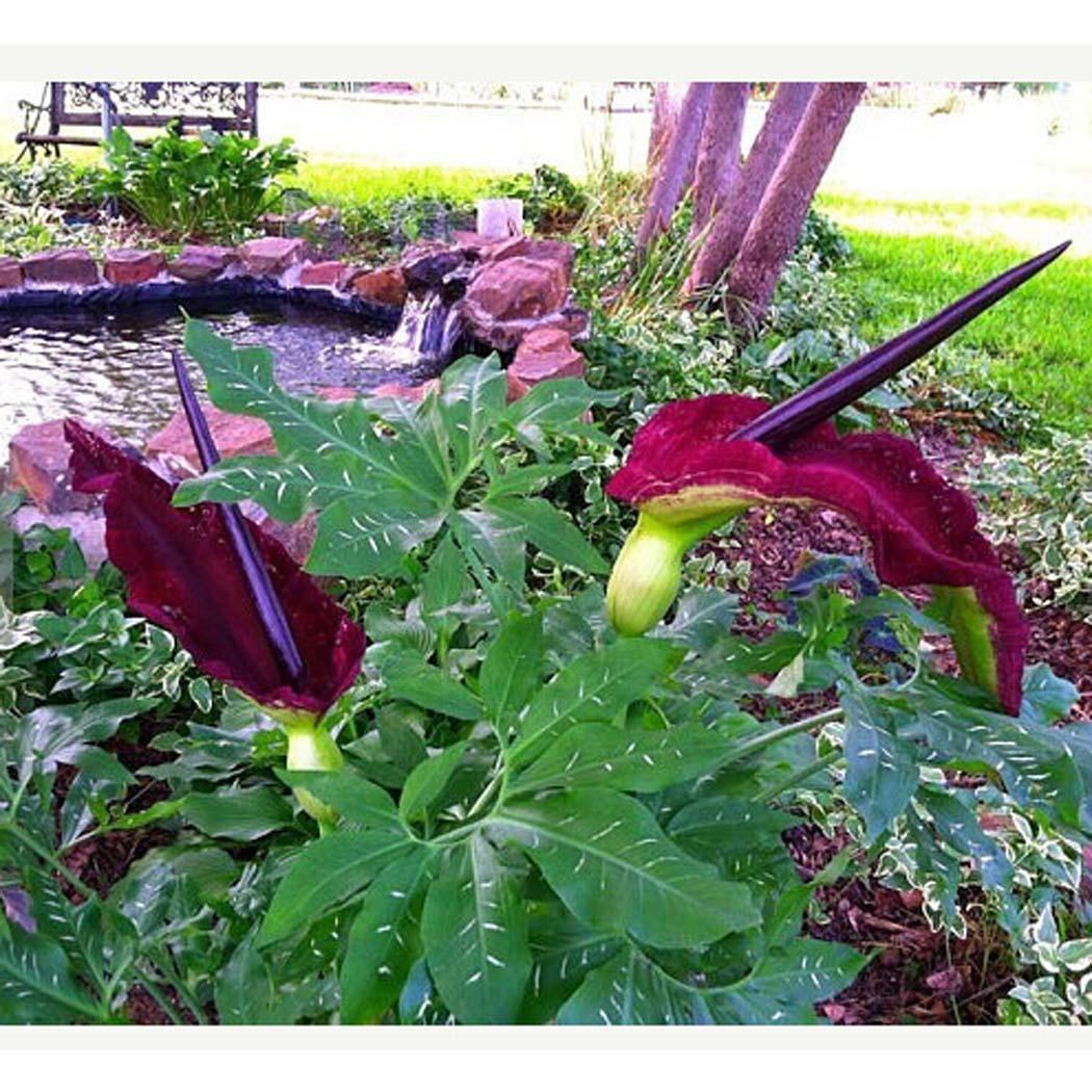 Annexe Dracunculus vulgaris.jpg