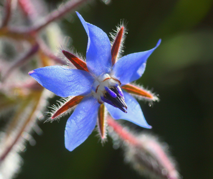 Annexe Borago-officinalis.jpg