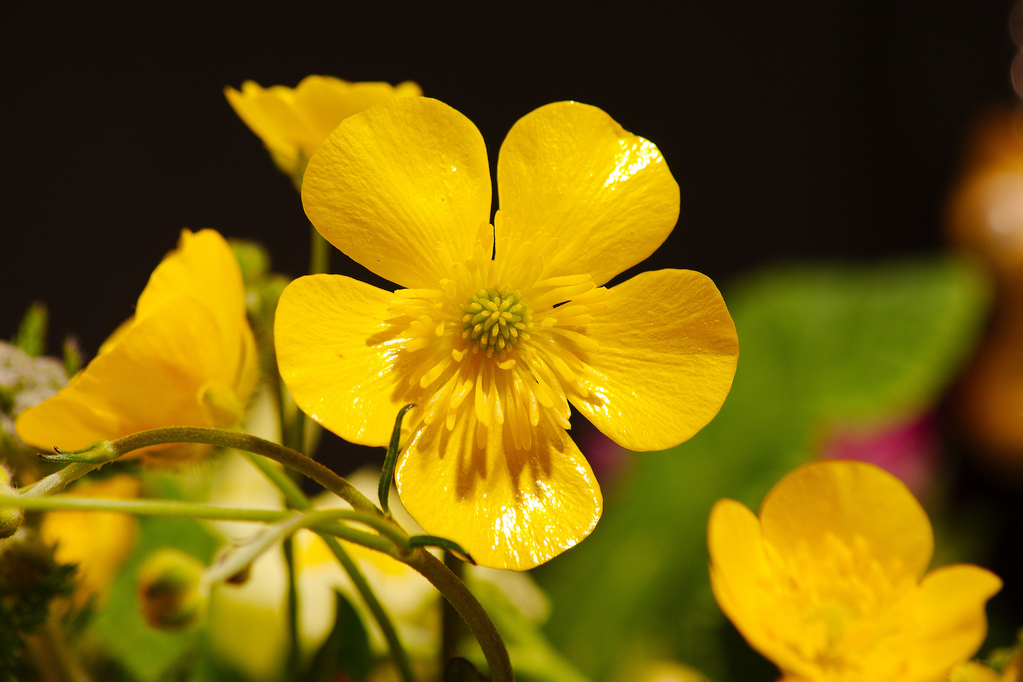 Annexe bouton-d-or12-full-12992165.jpg