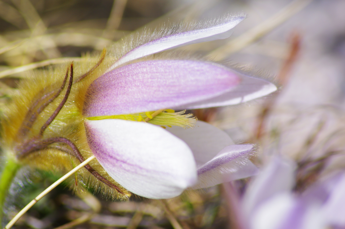 Annexe IMGP1841-Anmone-de-printemps_Pulsatilla-vernalis-ConvertImage-ConvertImage.jpg