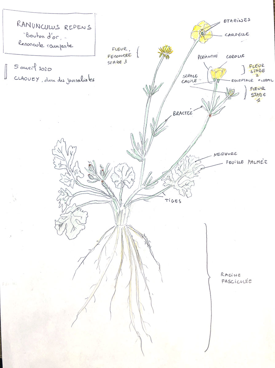 Annexe ranunculus-repens-1.jpg