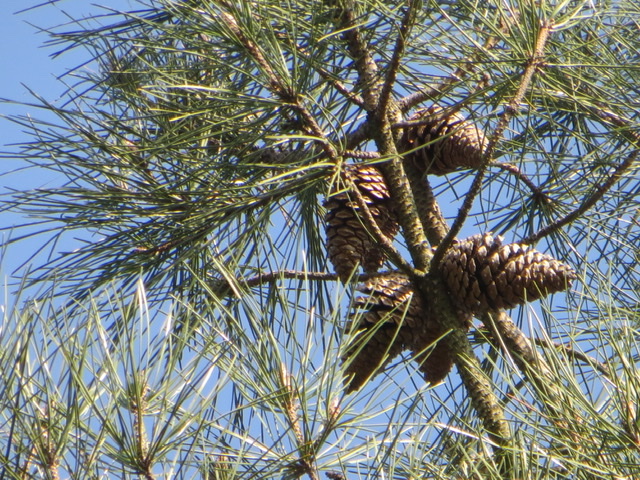 Annexe 0513A0E2-8E4A-4706-91DC-1C2C1A189AD8.jpeg