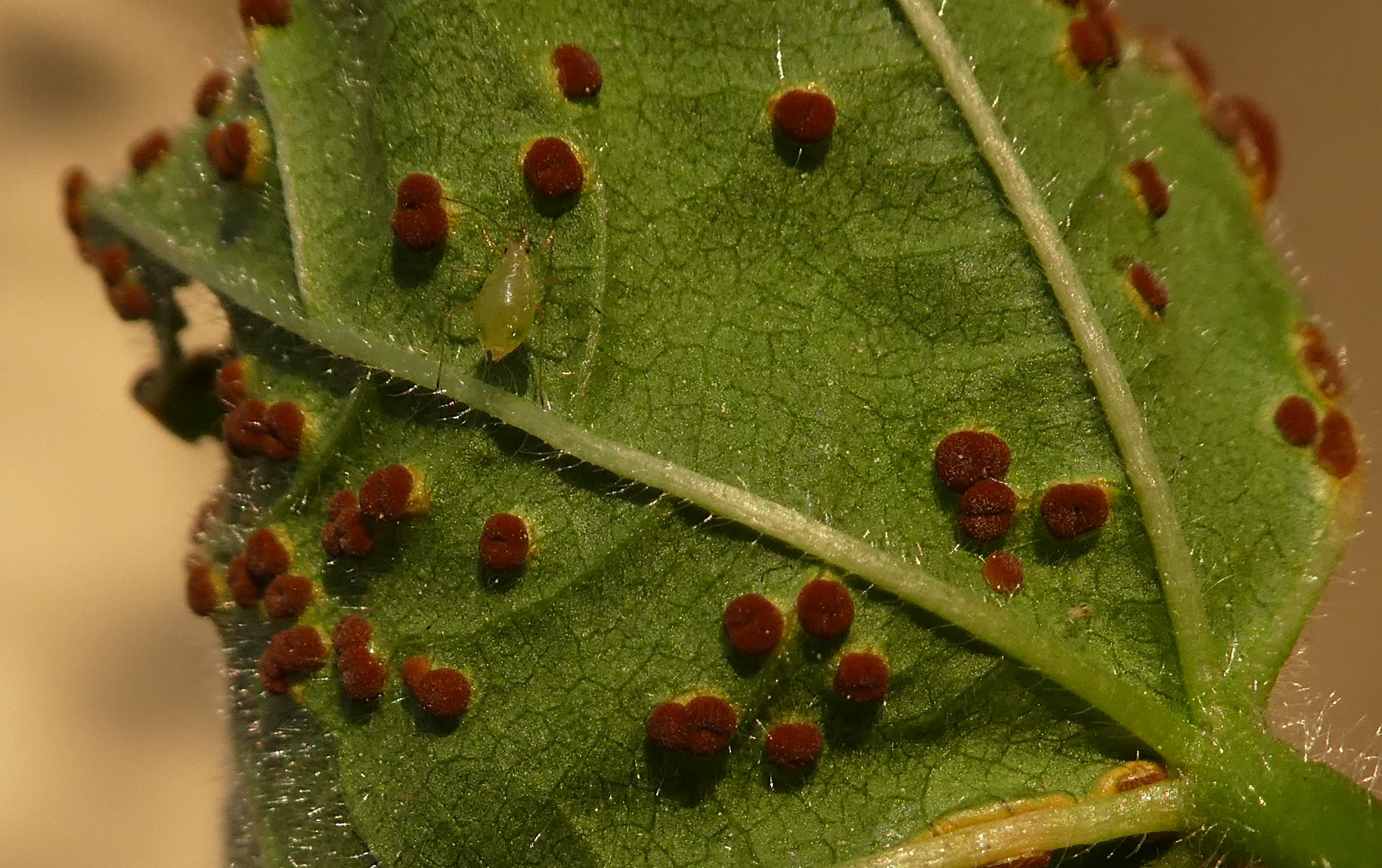 Annexe P1090947a.jpg