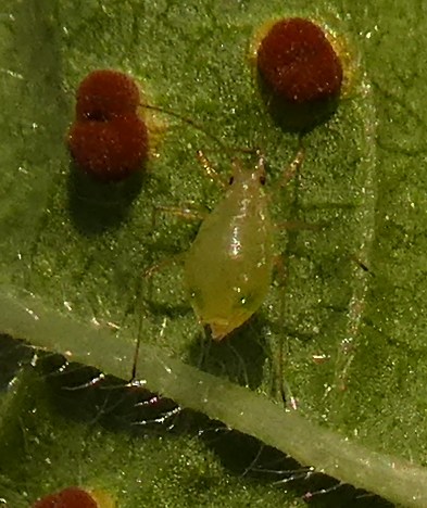 Annexe P1090947b.jpg