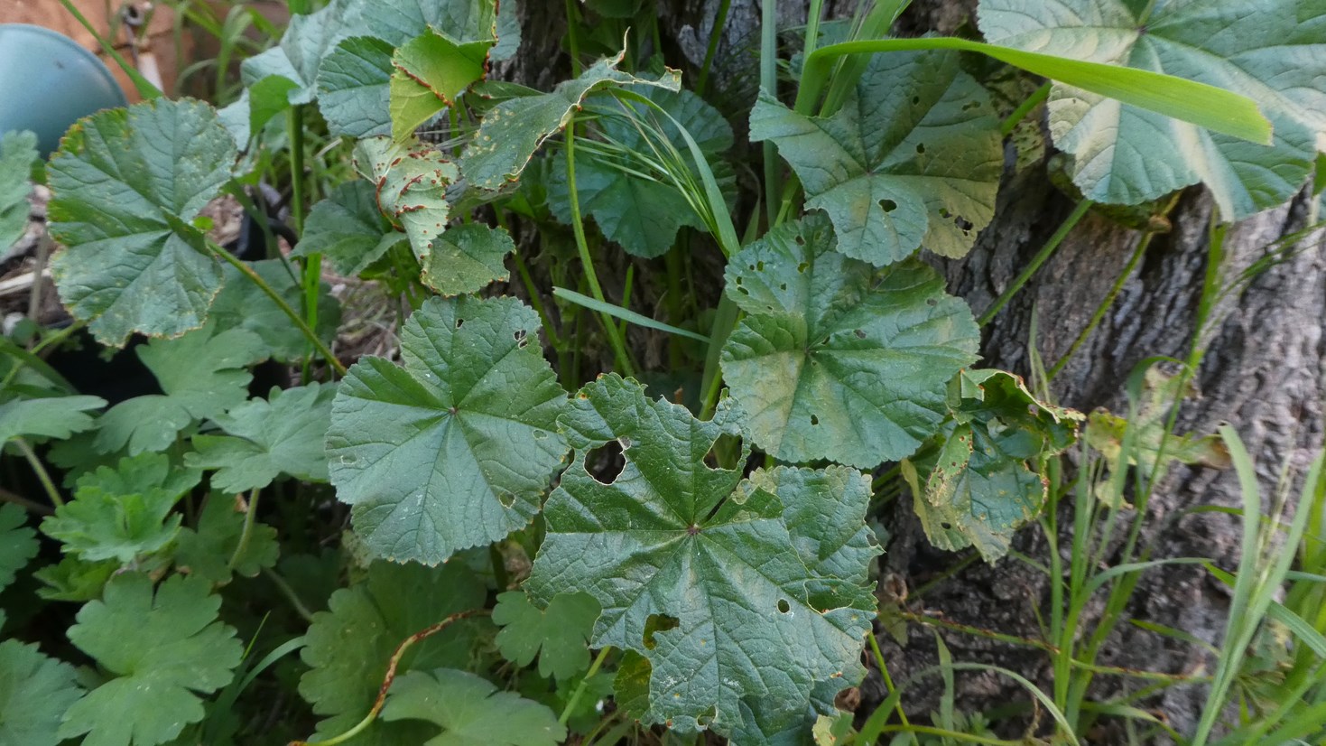 Annexe P1090965a.JPG