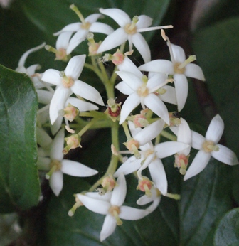 Annexe img_000340933Ocornouiller sanguin.jpg