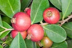 Annexe goyave de Chine.jpg