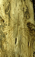 Annexe graphiose de lorme.jpeg