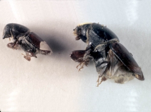 Annexe scolytes.jpeg