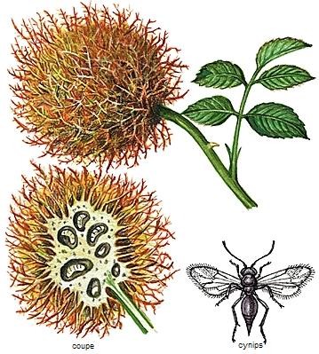 Annexe illustration.jpg