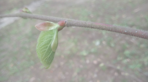 Annexe TilleulBourgeon.png