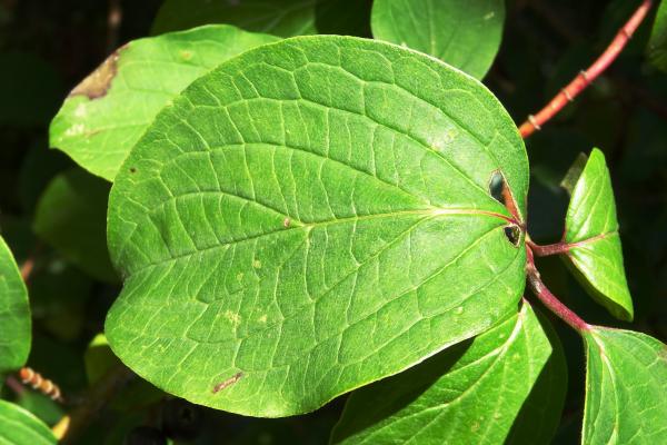 Annexe img_000275641L.jpg