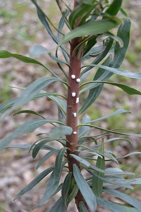 Annexe Eufòrbia_chariacas_(suc).JPG