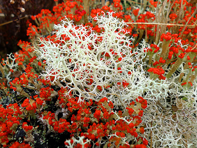 Annexe httpscommons.wikimedia.orgwikiFileCladonia_lichens_(crotal)_-_geograph.org.uk_-_1773918.jpg