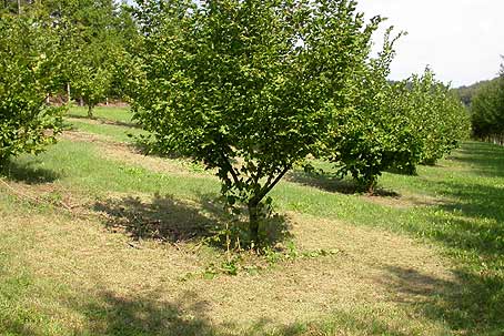 Annexe brule_truffiere_haut.jpg