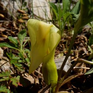 Annexe httpsapi.tela-botanica.orgimg001242077CRS.jpg