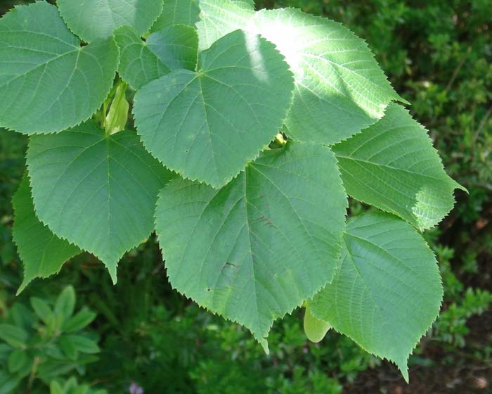 Annexe TiliaPlatyphyllosCu700.jpg