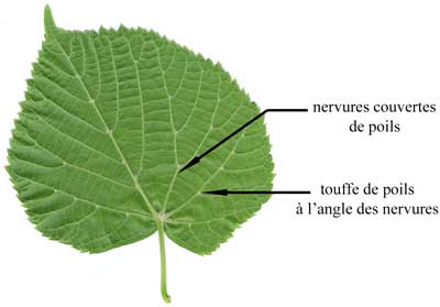 Annexe tilleul_feuille_inf_v.jpg