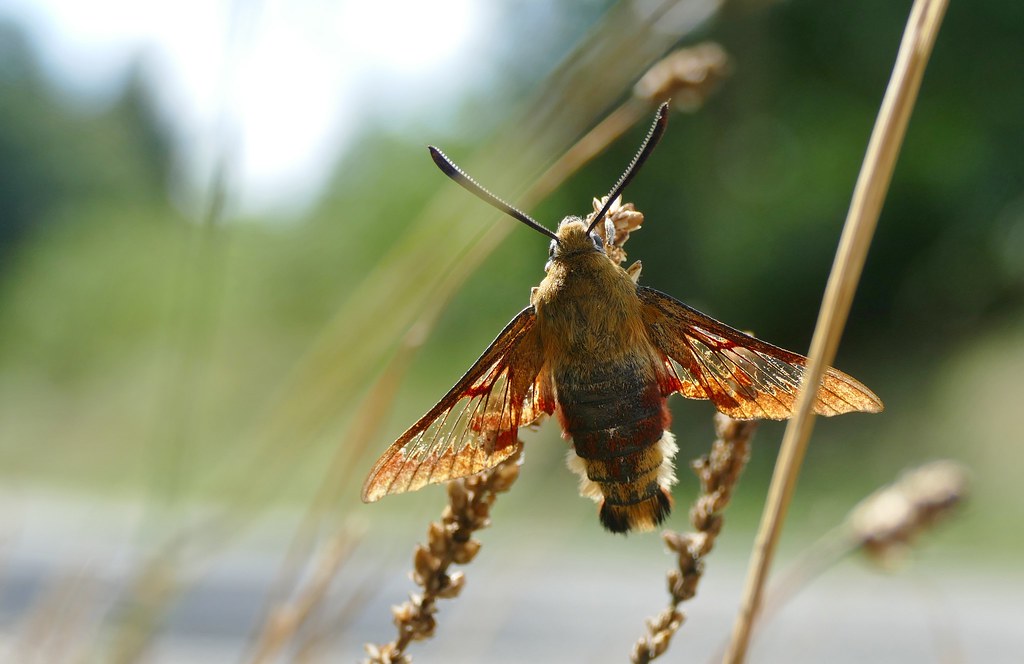 Annexe sphinx gazé 29215810977_e8aaccb0df_b.jpg