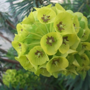 Annexe httpsapi.tela-botanica.orgimg000300287CRS.jpg