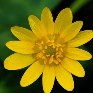 Annexe httpsapi.tela-botanica.orgimg000691360CRS.jpg