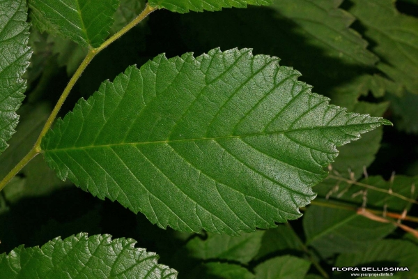 Annexe feuille dUlmus minor photo Thierry Pernot.jpg